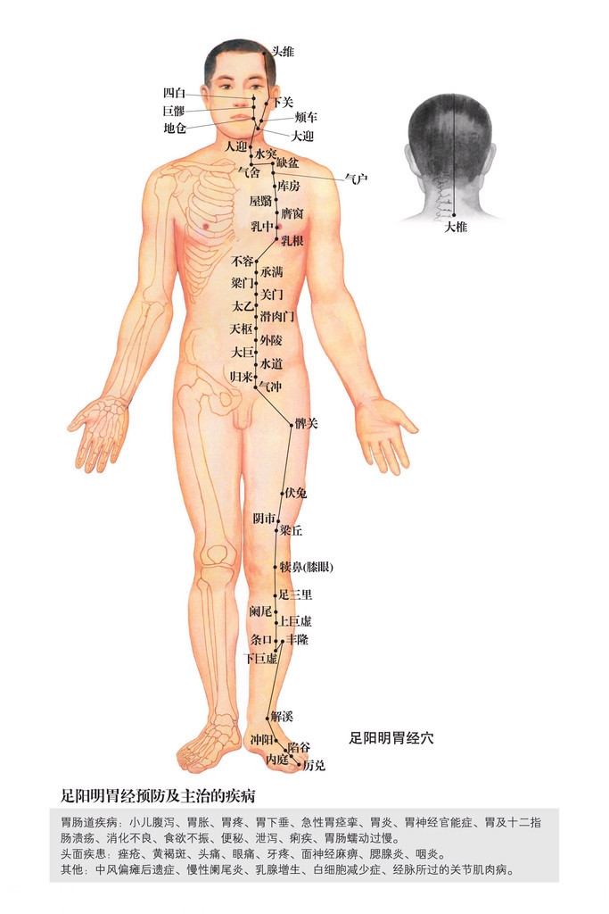 足阳明胃经图