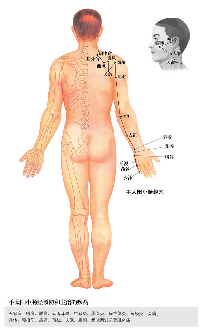 手太阳小肠经图