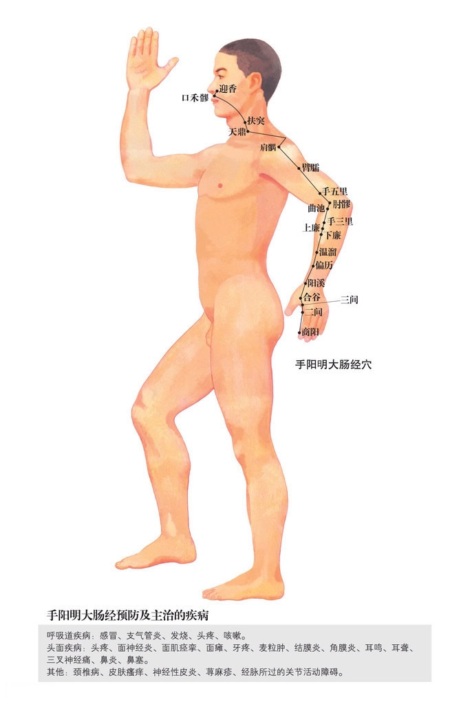 手阳明大肠经图