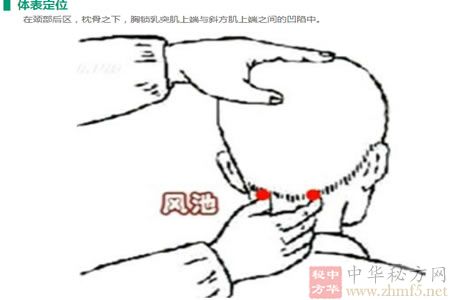 风池穴