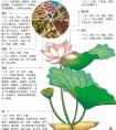 说莲：莲的根茎、叶、花、种子均为药