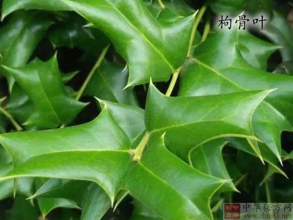 枸骨叶