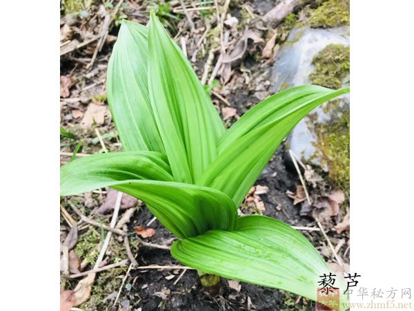 藜芦