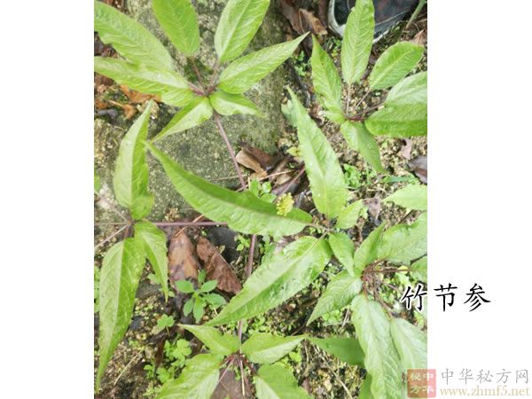 竹节参