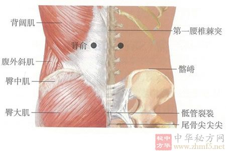 肾俞穴的穴位解剖图