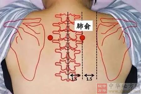 肺俞穴位的位置