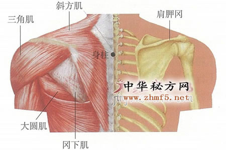 身柱穴的位置解剖图