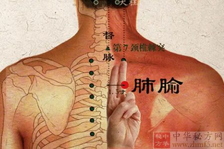 肺俞穴的解剖位置图