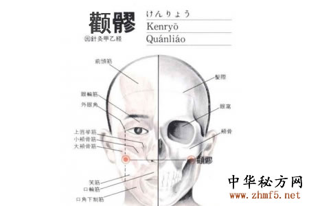 颧髎穴的解剖位置图