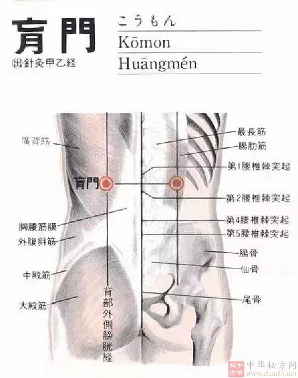 肓门穴的穴位解剖图