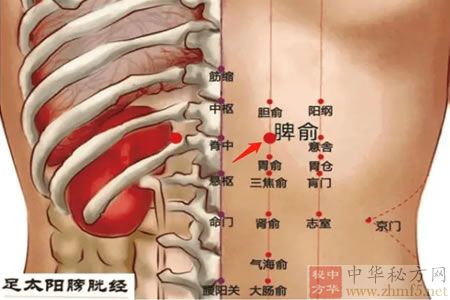 脾俞穴解剖位置图