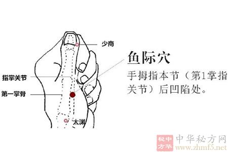 鱼际穴位的位置图