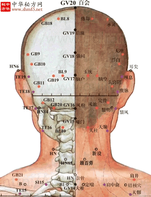 后顶穴的位置解剖分析图