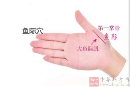鱼际穴位解剖位置图