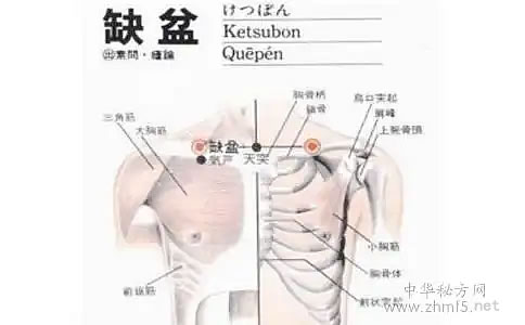 缺盆穴的生理解剖图