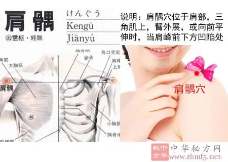  肩髃穴的解剖位置图