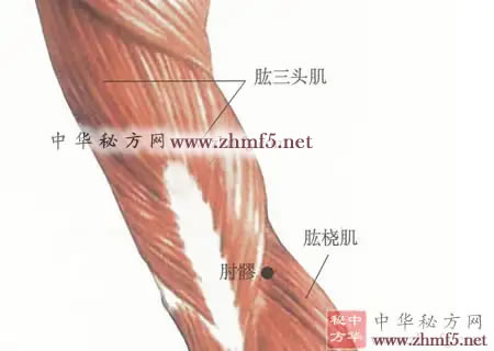 肘髎穴的解剖位置图