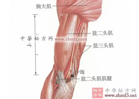 少海穴的解剖位置图