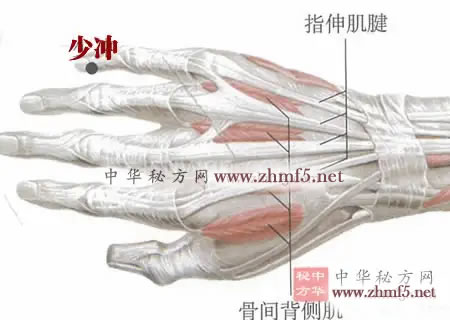 少冲穴的位置解剖图