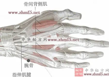 腕骨穴穴位解剖位置图