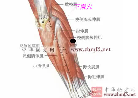 下廉穴的解剖位置图