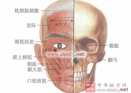 球后穴的位置解剖图