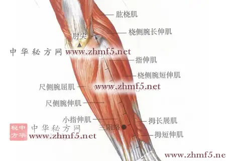 三阳络穴的穴位解剖图