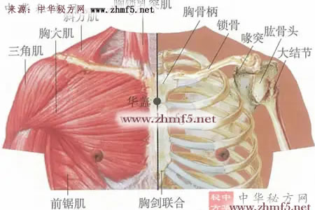 华盖穴穴位解剖图