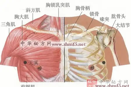 天溪穴的位置解剖图