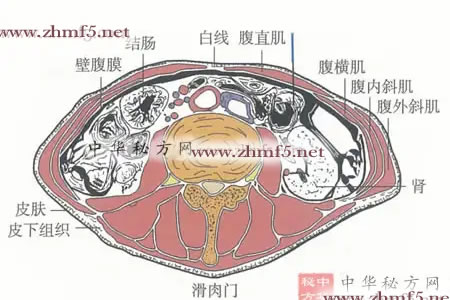 滑肉门的针灸图解