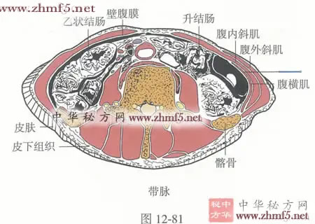 带脉穴针灸图解
