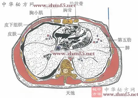 天池穴位针灸图