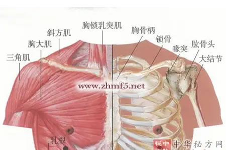乳根穴的位置解剖图
