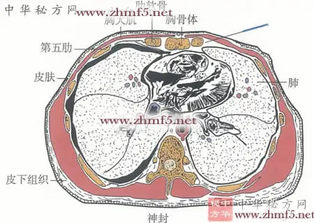 神封穴针灸图